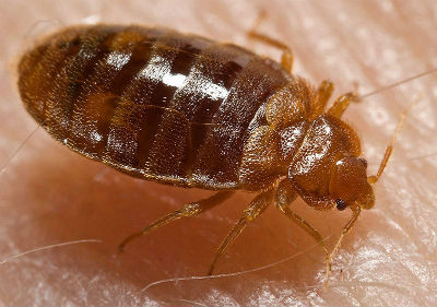 800px-Bed bug Cimex lectularius(copy)