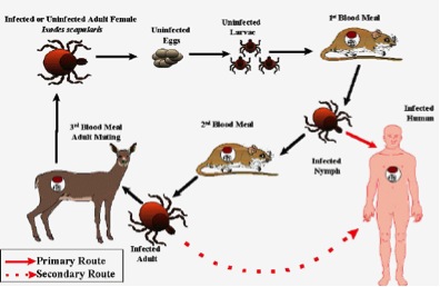 Ehrlichiosis