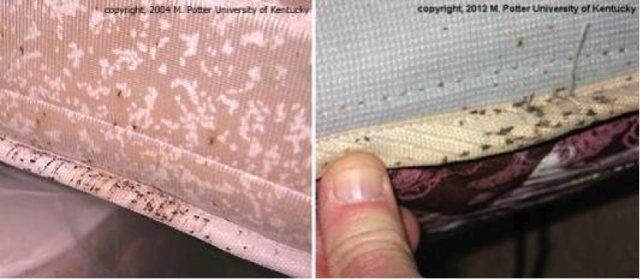 all about bedbugs bedbugs